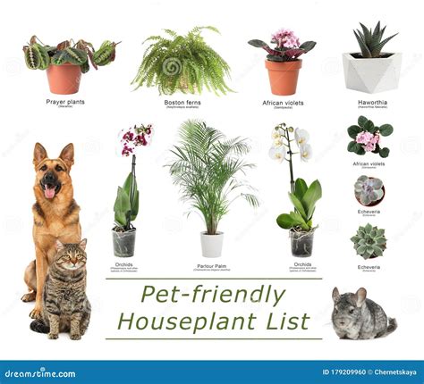 List Of Pet Friendly Houseplants On Background Stock Photo Image Of