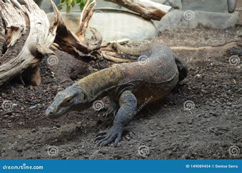 Drag O De Komodo O Lagarto O Maior No Mundo Foto De Stock Imagem De