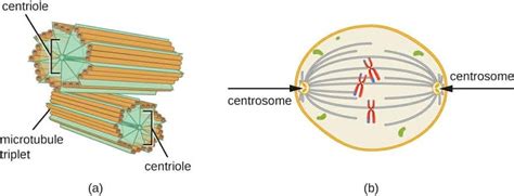 السنتروسوم Centrosome الجسم المركزى Central body هى عضية غير غشائية