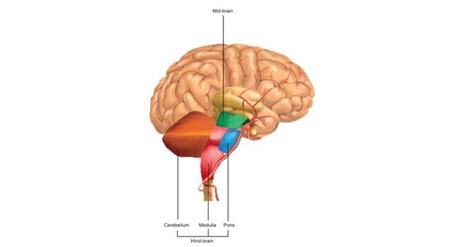 Brain Stem Mid Brain Hind Brain Pons Medulla Oblongata And