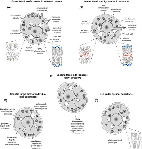 Crosssectional Representations Of The Saccharomyces Cerevisiae Cell