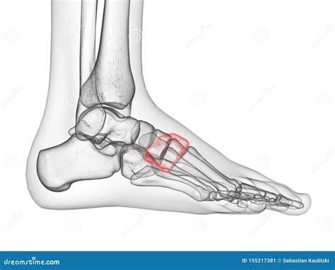 The medial cuneiform bone stock illustration. Illustration of ...