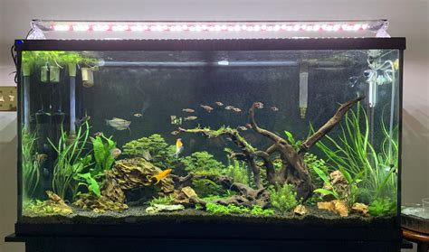 Ftsf G Planted Community Tank R Plantedtank