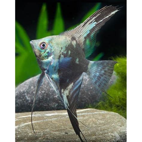 VENTA DE Escalar Blue Avatar M Pterophyllum Scalare