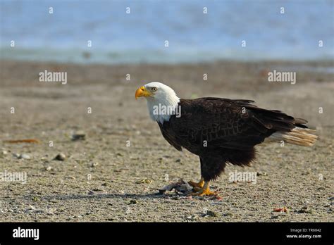 Bald eagle side view hi-res stock photography and images - Alamy