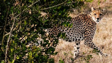 India Releases Cheetahs Back Into Wild 70 Years After Local Extinction