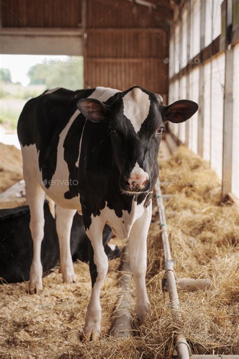 Holstein Friesian Cow In A Barn Stock Photo By Fxquadro PhotoDune