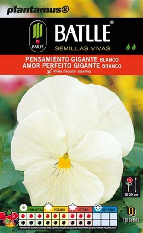 Semilla De Pensamiento Gigante Blanco Amor Perfeito Plantamus Vivero