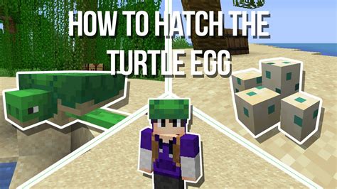 How To Get Hatch A Turtle Egg Re Make Minecraft Youtube