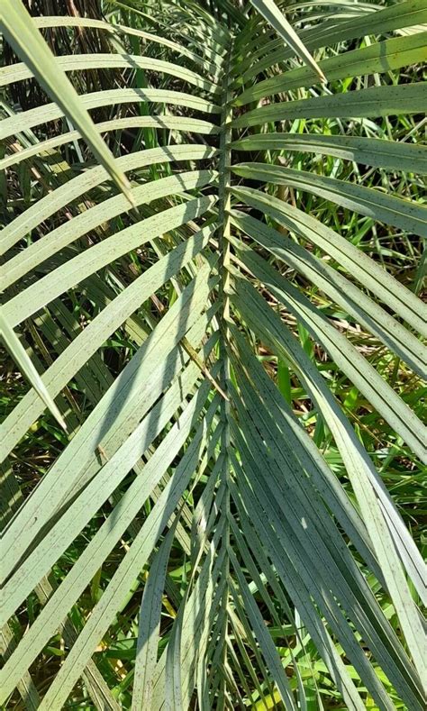 Butia Paraguayensis Barb Rodr L H Bailey Dwarf Yatay Palm World