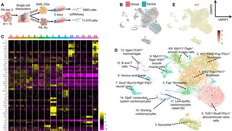 A Novel Cardiomyogenic Role For Isl Neural Crest Cells In The Inflow