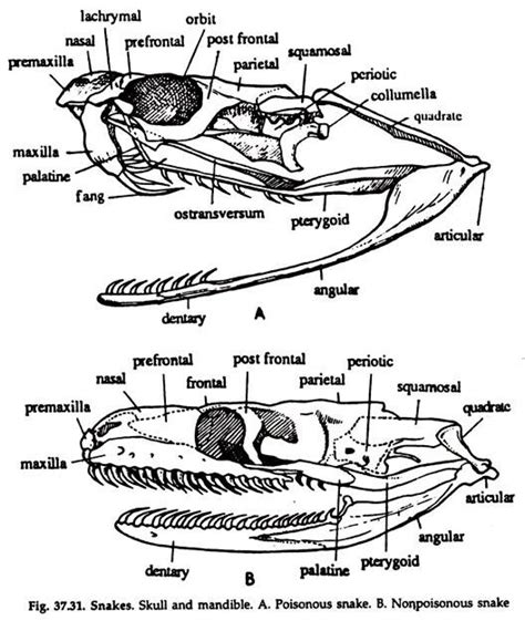 Poisonous and Non-poisonous Snakes | Differences