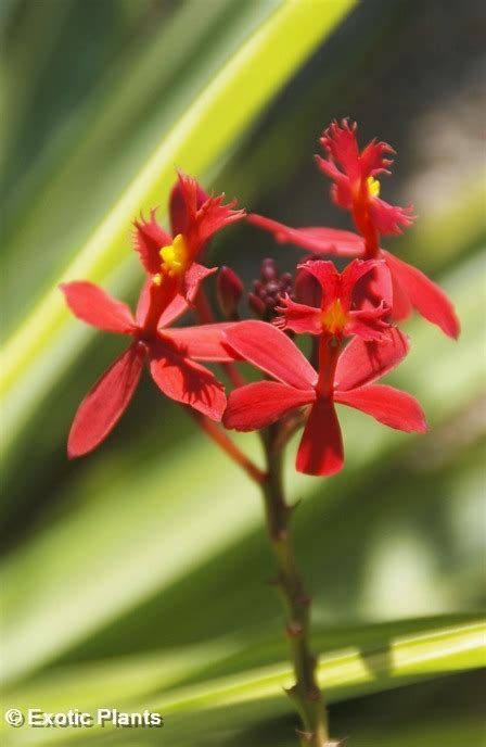 Epidendrum Radicans Ballerina Orchids Seeds