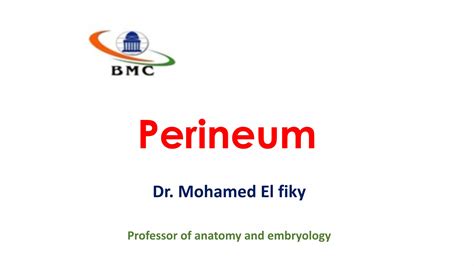 Anatomy Of Perineum Urogenital Triangle PPT