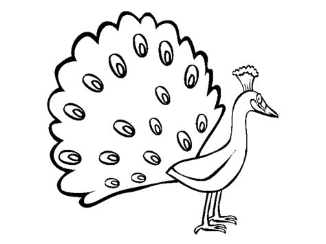 peacock outline clipart 10 free Cliparts | Download images on ...