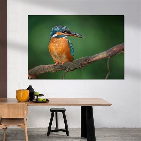 Ijsvogel Van Ijsvogels Nl Corn Van Oosterhout Op Canvas Behang En