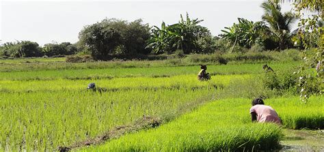 Viaggio Madagascar La Coltura Del Riso Evaneos