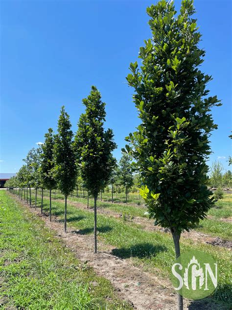 Quercus Robur X Q Bicolor Long Spring Grove Nursery