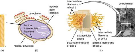 3 4 Caractéristiques uniques des cellules eucaryotes Global