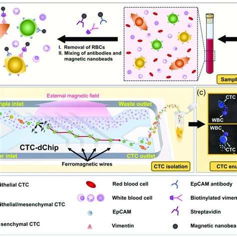 Workflow Of Ctc Dchip For Isolating And Identifying Heterogeneous Ctcs Download Scientific