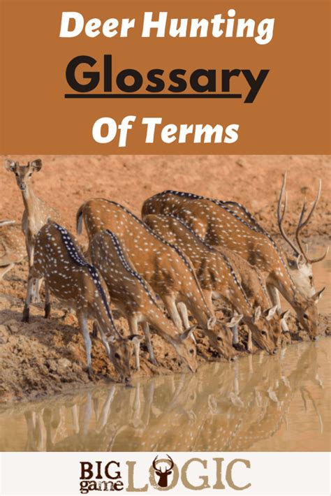 Deer Hunting Glossary Of Terms