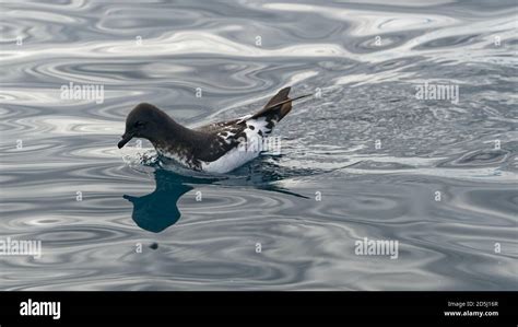 Cape Petrel, Kaikoura, New Zealand Stock Photo - Alamy