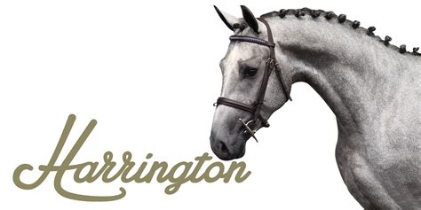 Harrington Stables Star Boy