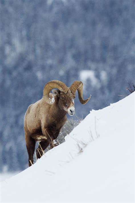 Bighorn Sheep Ram On Winter Range Photograph By Ken Archer Fine Art