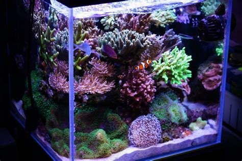 Best All In One Nano Reef Aquarium Aquarium Views