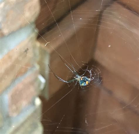 Unidentified Spider In Baton Rouge Louisiana United States