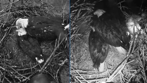 Swfl Bald Eagles 🦅m15 And F23🦅 Huddle Together💕to Protect Eggs Through