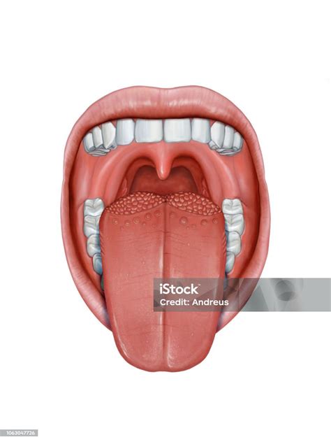 Anatomie Van De Menselijke Tong Stockvectorkunst En Meer Beelden Van