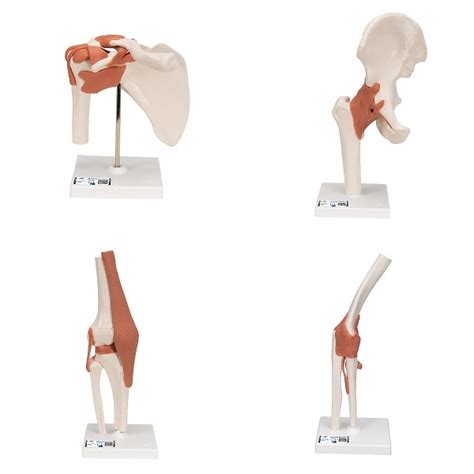 Anatomie Model Gewrichten Schouder Heup Knie Elleboog