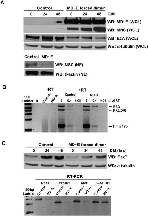 MyoD E12 Forced Dimer Broadly Inhibits Myogenic Repressors A Reduced