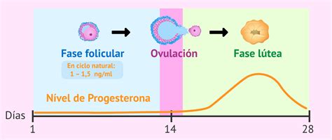 Niveles de progesterona en fase lútea