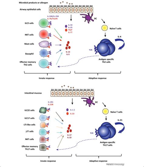 Cytokine Induced Cytokine Production By Conventional And Innate