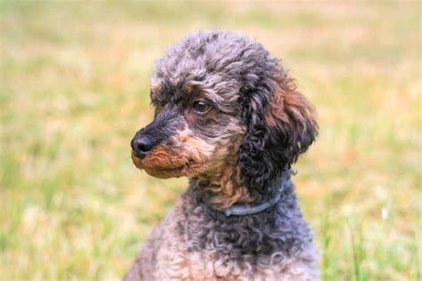 Parti Poodle: Breed Info, Traits, Genetics & Facts