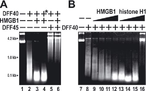 Figure 1 From High Mobility Group Proteins Stimulate DNA Cleavage By