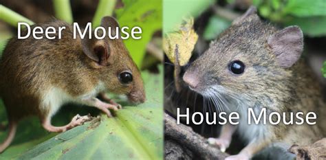 Deer Mouse Vs House Mouse Spot The Differences On Demand