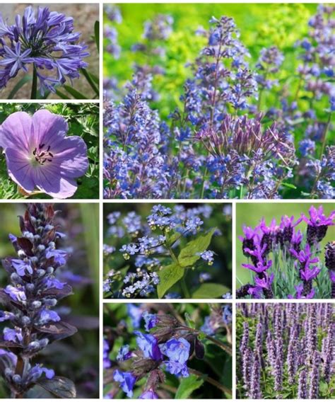 Borderpakketten Archieven Vaste Tuinplanten