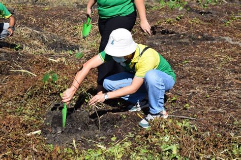 CENECO CONDUCTS TREE PLANTING LINE CLEARING ACTIVITIES Central