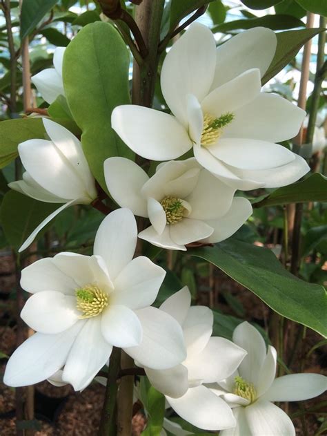 Magnolia Fairy White®