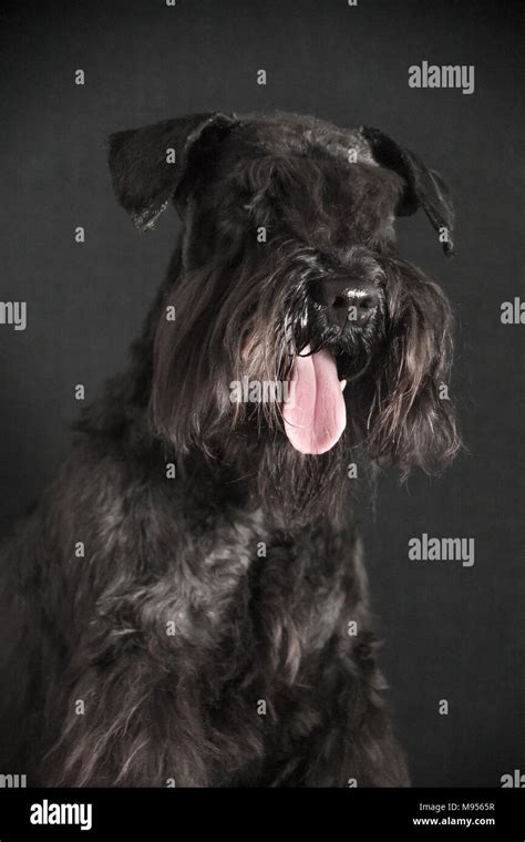 Schnauzer Dog Portrait Stock Photo Alamy