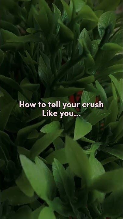 How To Tell Your Crush Like Y U Youtube