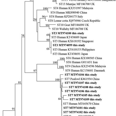 Phylogenetic Relationships Among Nucleotide Sequences Of Blastocystis