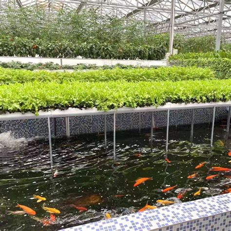 Vertical Agriculture Farm Nft Channel Hydroponics System For Fish