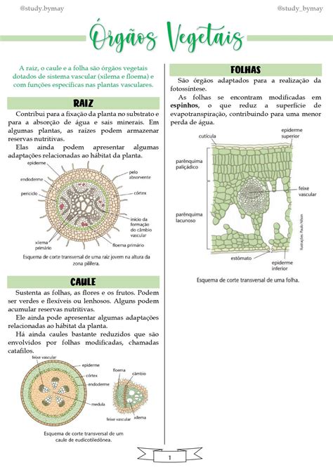 Resumo Rg Os Vegetais Resumos Enem Engenharia Florestal Xilema E