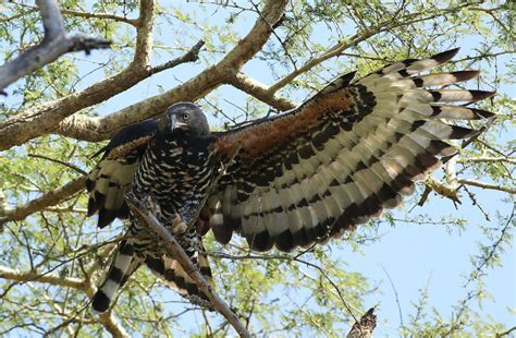 Crowned Eagle l Near Threatened - Our Breathing Planet