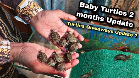 New Born Baby Turtles Months Update How To Care Baby Turtle