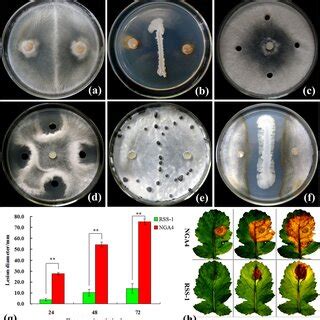 Antagonistic Activity Agaist Sclerotinia Sclerotiorum And Biocontrol